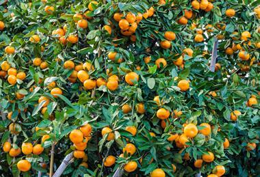 Japanese mandarins on tree
