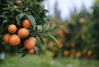 Mandarin trees South Africa Adobe Stock