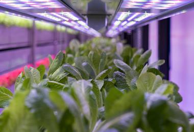 Vertical Future greens