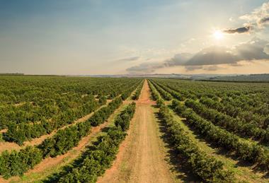 Brazil orange grove Adobe Stock