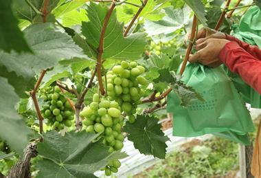 Table grape production in Xinjiang, China