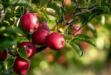 CMI Orchards apple orchards