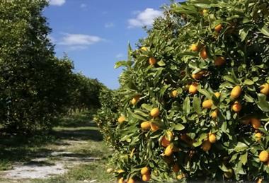 Moroccan citrus