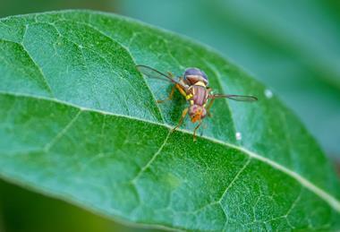 Queensland fruit fly on fejoa leaf