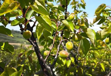 Southern Italy stonefruit Kölla Italia