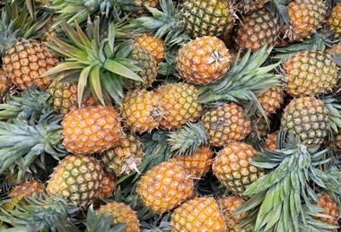 GEN Pineapples AdobeStock_423686201