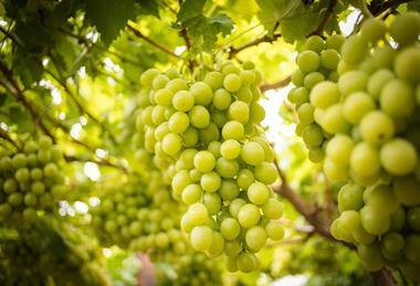 RSA South Africa table grapes Large