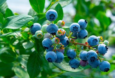 Blueberry bush Adobe Stock