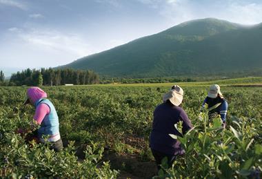 Chilean blueberries
