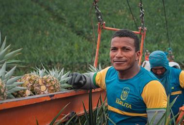 BR Brazilian pineapples IPD