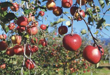 Chilean apples