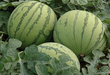 Drei noch nicht geerntete Wassermelonen aus Spanien auf dem Feld.