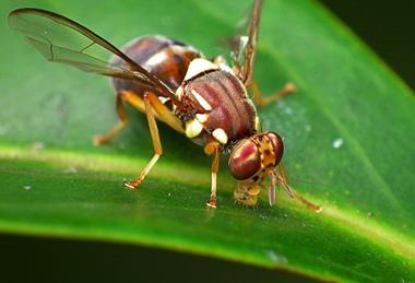 Queensland fruit fly