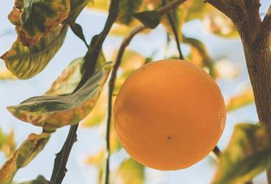 Egypt citrus