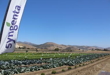 Syngenta Salinas Field