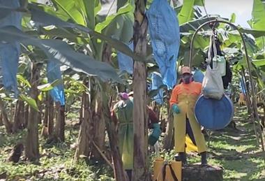 Chiquita Panama