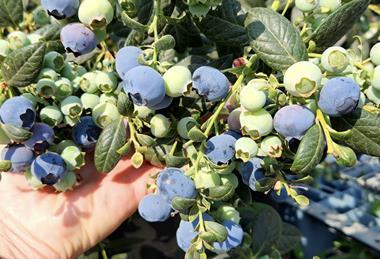 MegaEarly blueberries South Africa