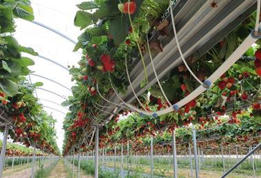 Daifressh hydroponic cultivation