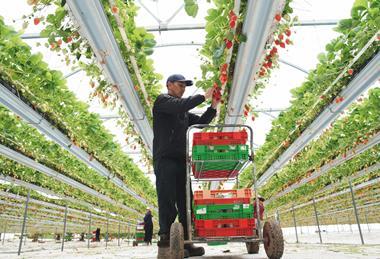 Strawberries are the top selling product by value sales in the UK