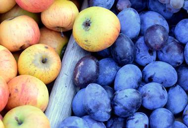 230818-apfel zwetsche-berty adobestock