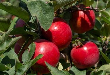 Joli apples growing in New Zealand pre-harvest