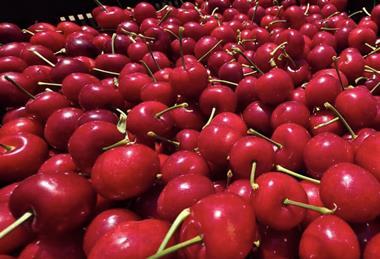 Red cherries closeup