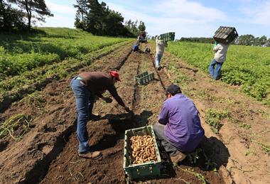 CA FVGC potato harvest