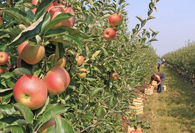 Apple orchard picking Adobe Stock
