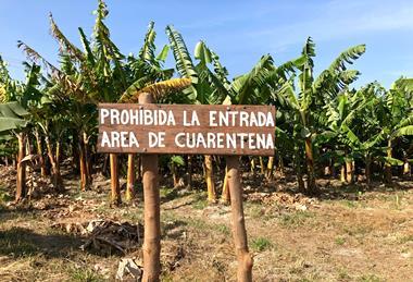 Panama Disease and Black Sigatoka continue to blight global banana production