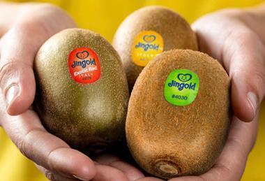 jingold-kiwi-2