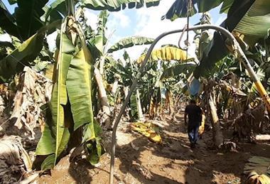 Chiquita Eta Iota storm damage