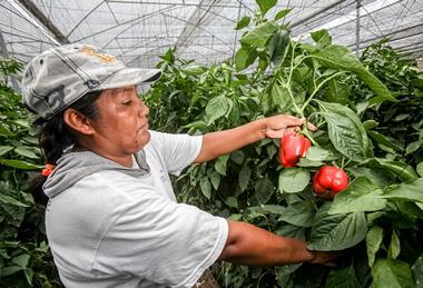 Mexican bell peppers Senasica