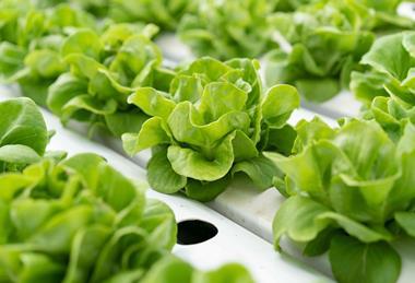 Generic lettuce vertical farm hydroponic Adobe