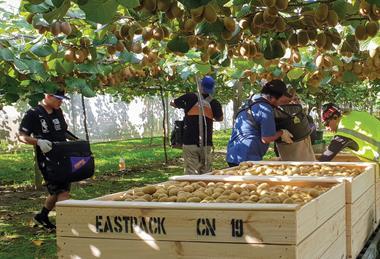 NZ kiwifruit Eastpack Gisborne