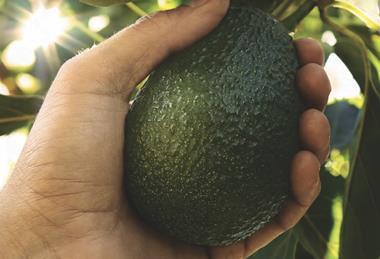 California avocado on tree in hand MUST CREDIT CAC