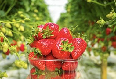 Strawberry production Dutch greenhouse picked in plastic punnet Adobe Stock