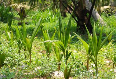 Coir substrate is a by-product of the coconut industry