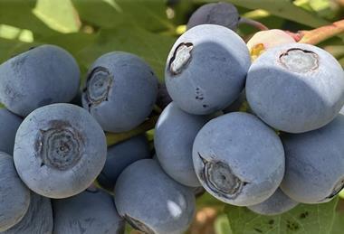 OBG Raptor blueberries GPG