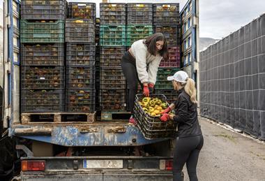 Loading greenhouse grown peppers into truck lorry Almeria Spain Adobe Stock