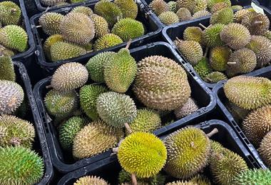 Malaysian durian