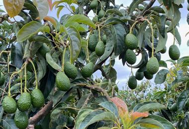 Procado avocado rootstock