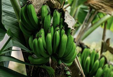 Peruvian bananas Adobe Stock