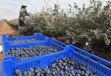 Plus Berries blueberries B