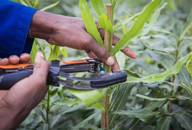 DuRoi Nursery South Africa macadamia planting and cutting