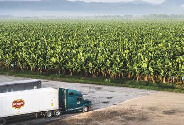 Fresh Del Monte lorry banana production