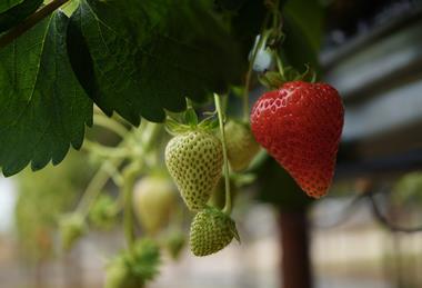 Dole UK AgriSound strawberries