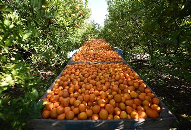Argentina Entre Rios citrus