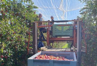 Candine harvest