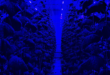 B-SML Sollum Delphy cucumbers