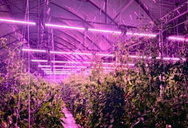 The system dims greenhouse lighting in bright conditions and increases when natural light levels fall